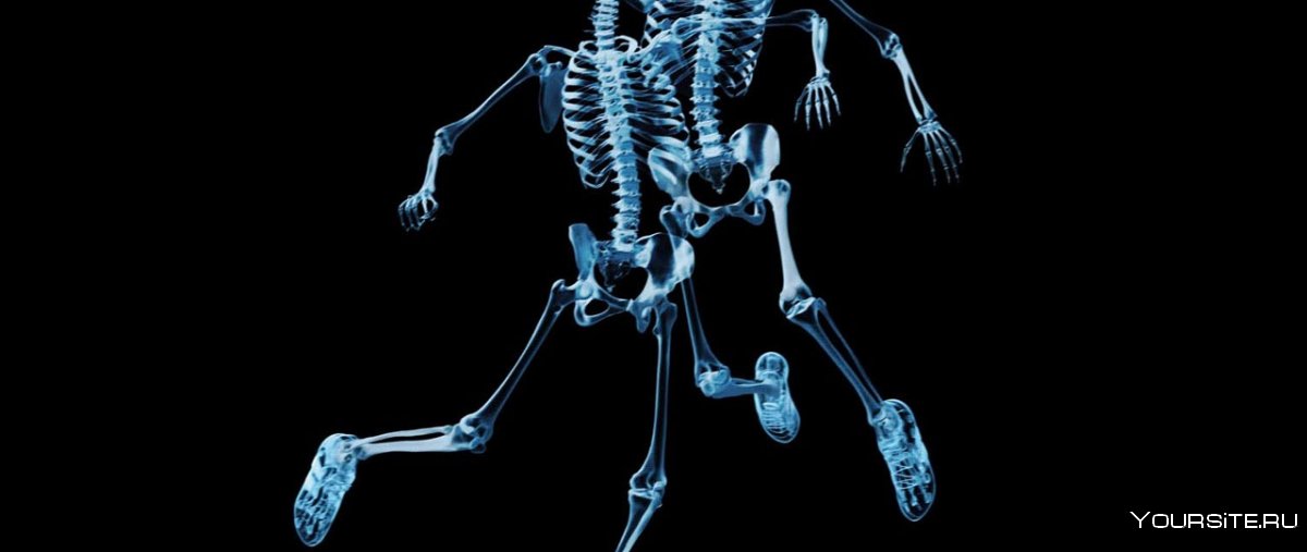 Скелет человека на рабочий стол