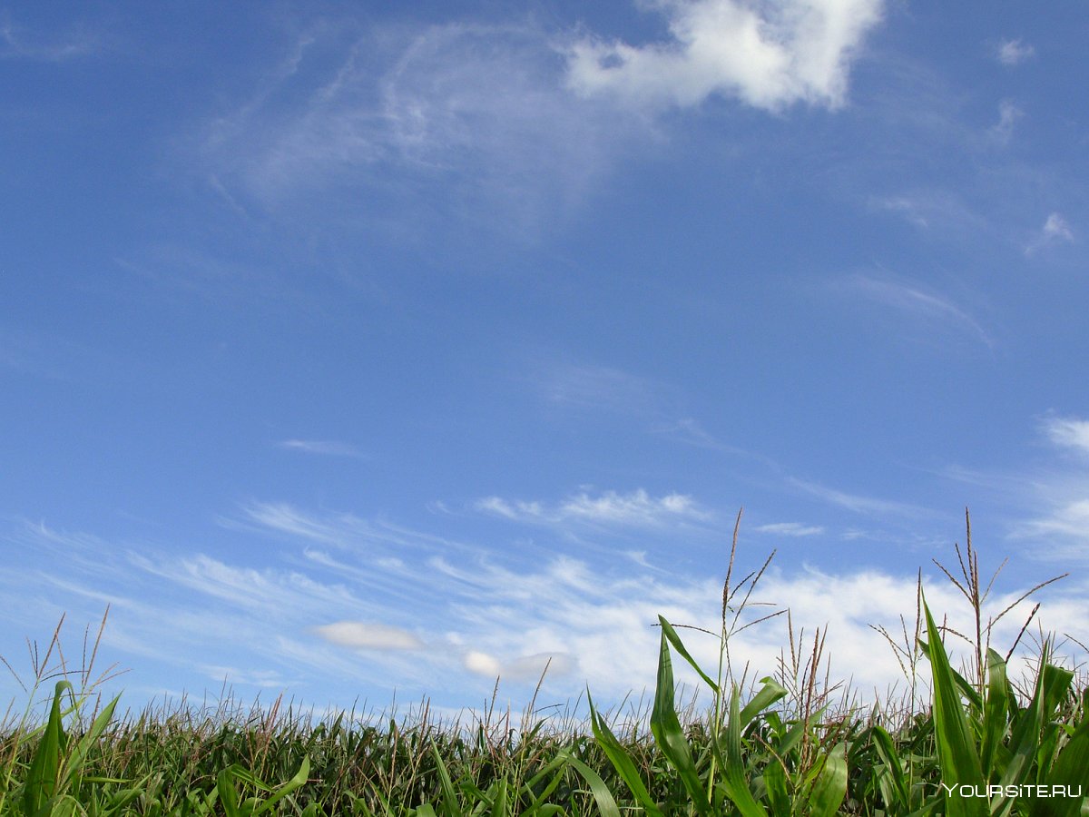 Трава и небо