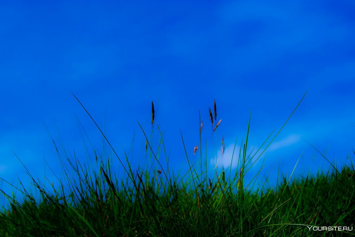 Голубое небо и трава