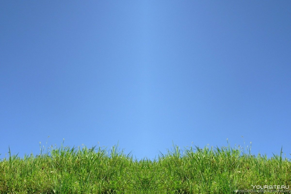 Трава фон