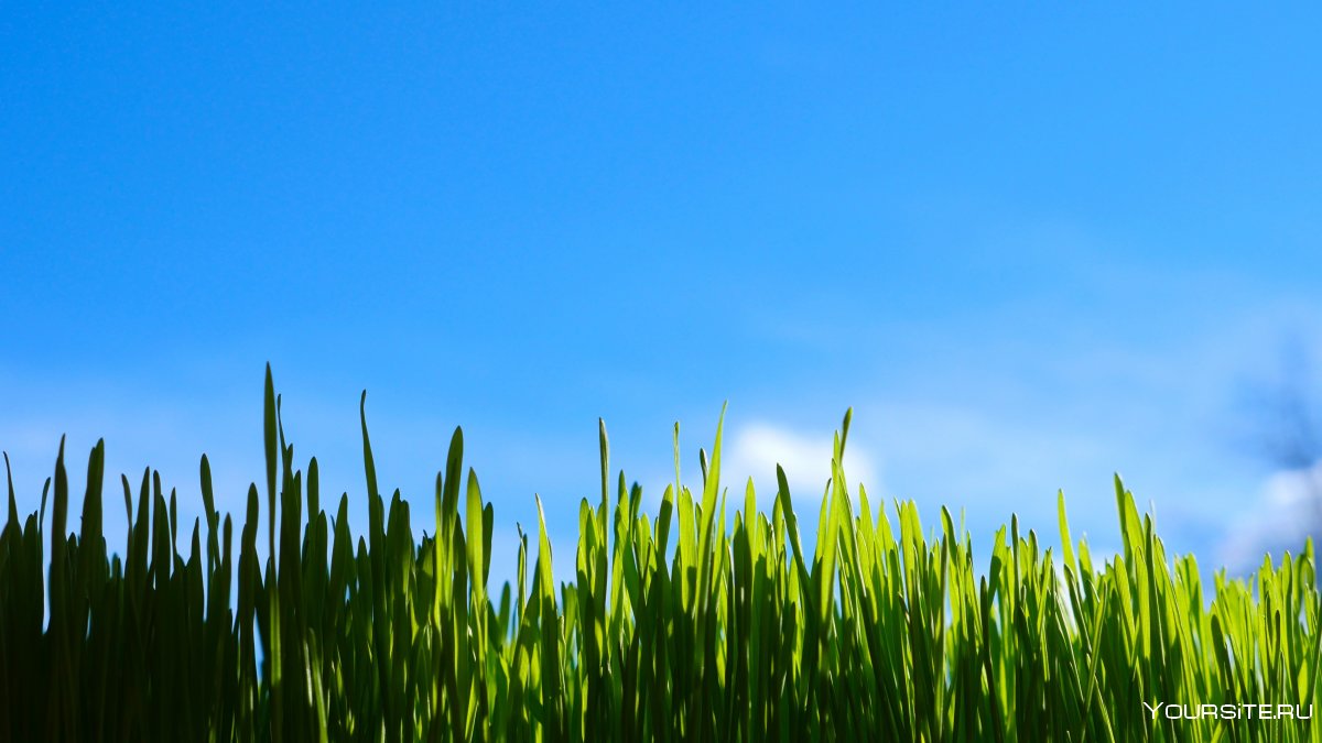 Трава и небо