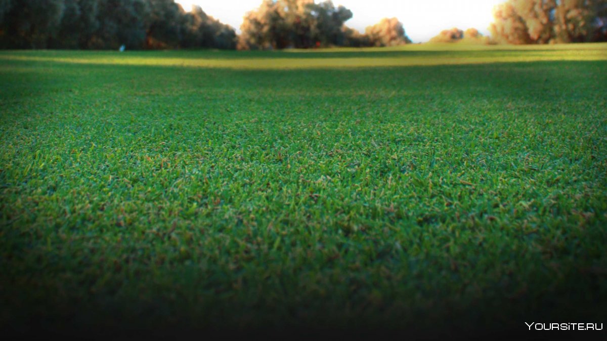 Газон трава сверху