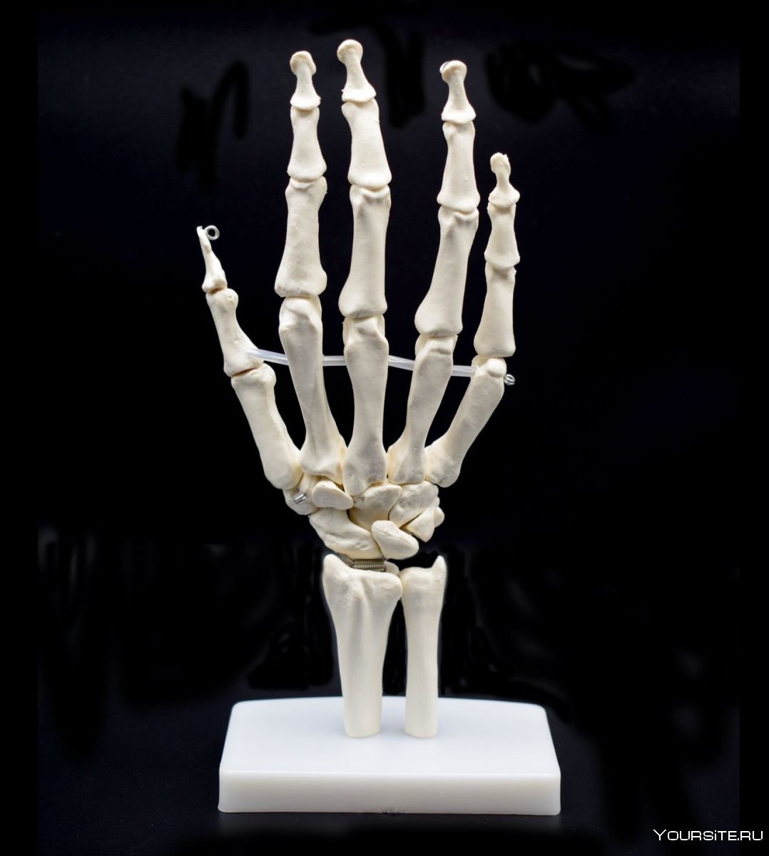 Рука скелета подставка