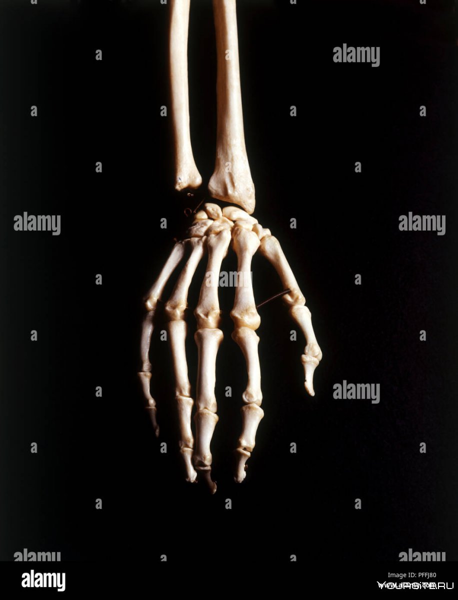 Скелет человеческой руки запястье