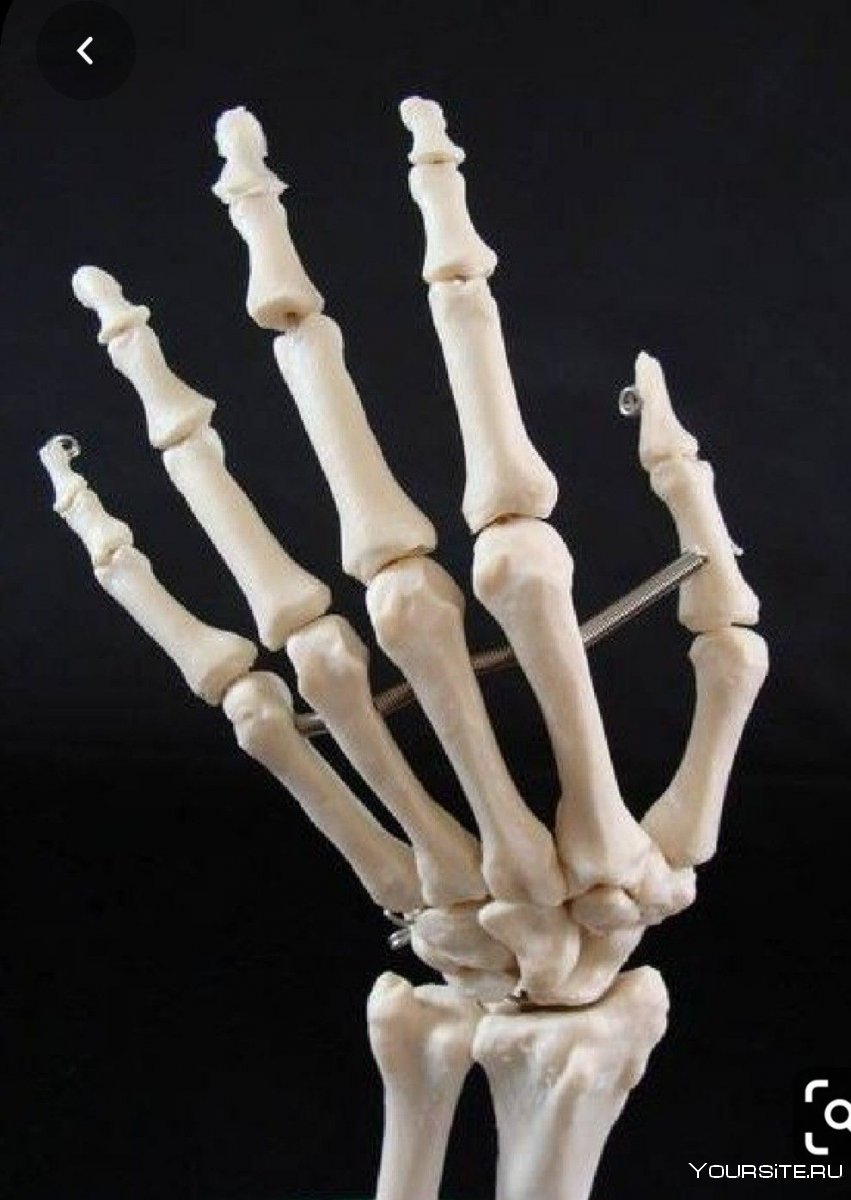Скелет руки человека референс