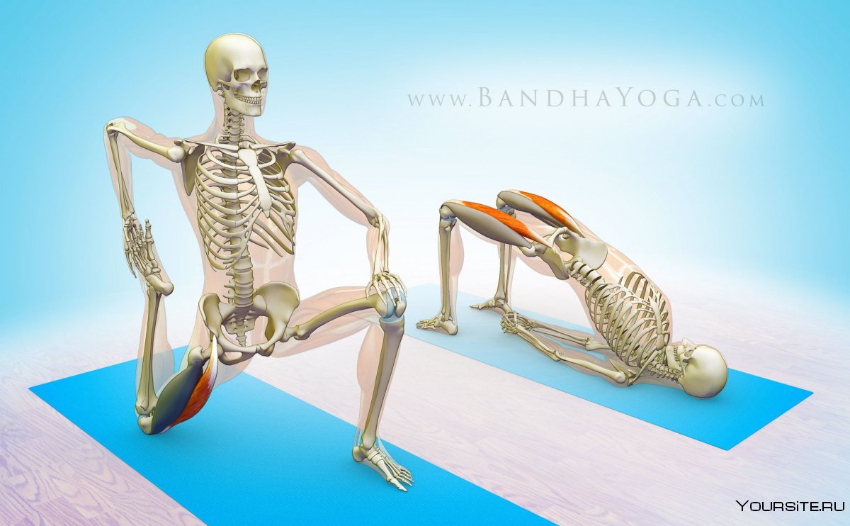 Скелет с мышцами в позах
