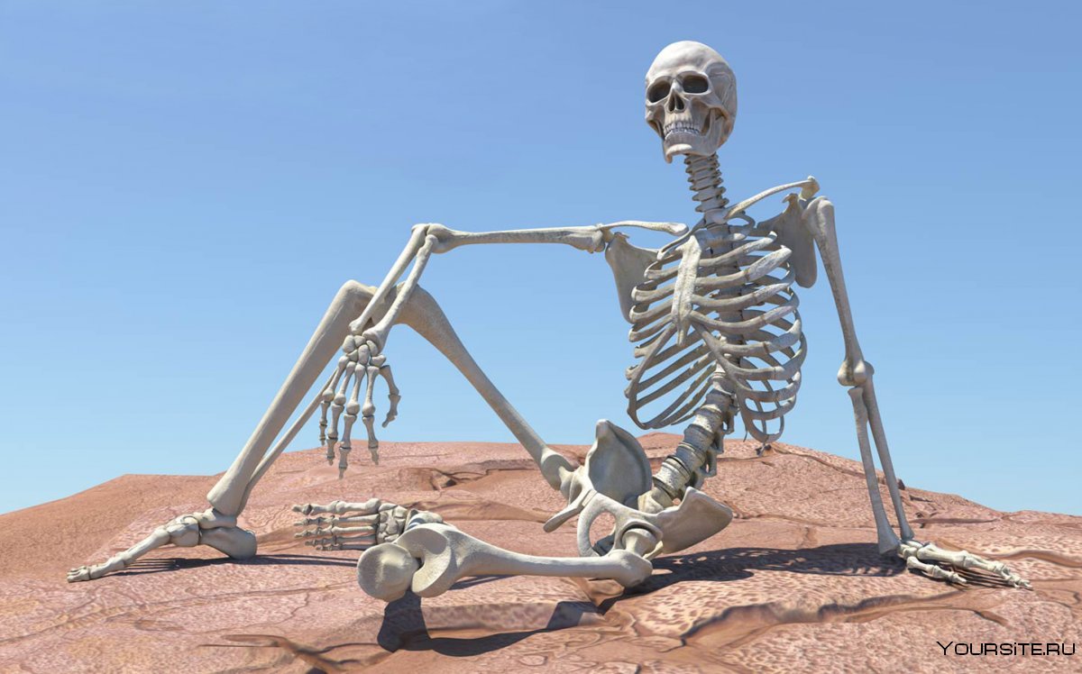 Скелет человека