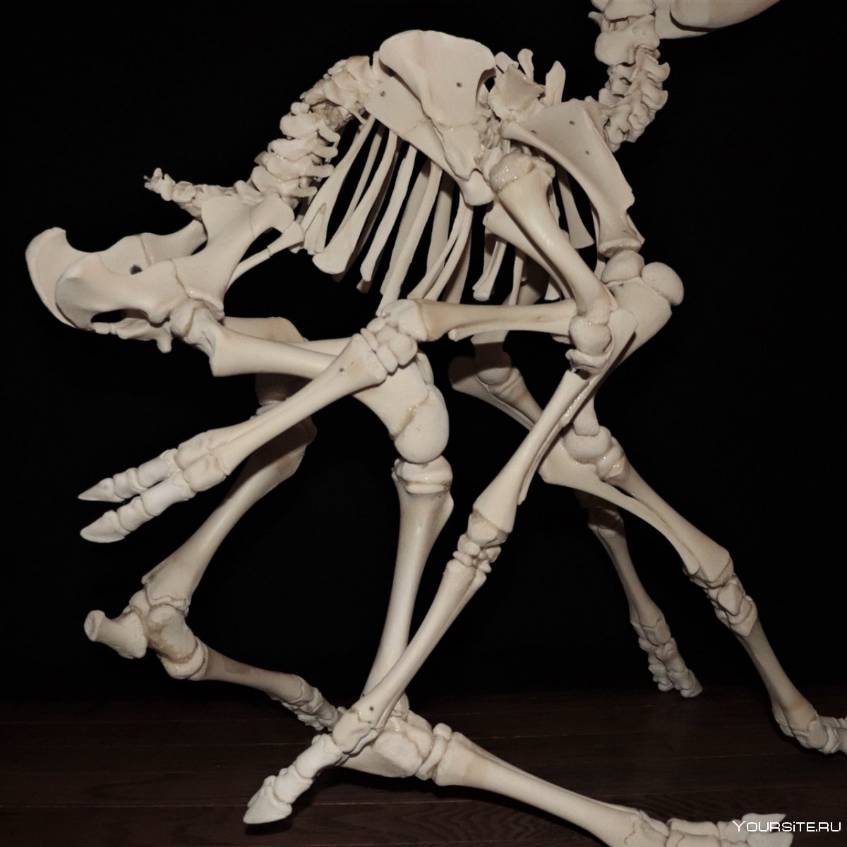 Лежачий скелет