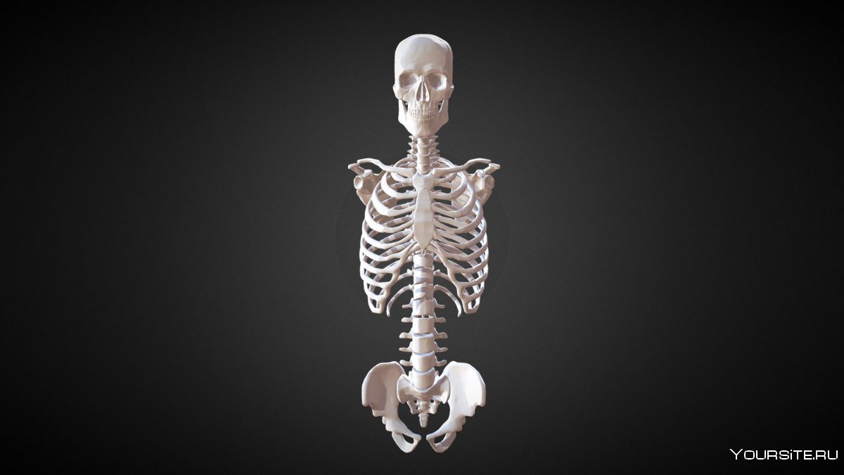 Заставка на рабочий стол скелет