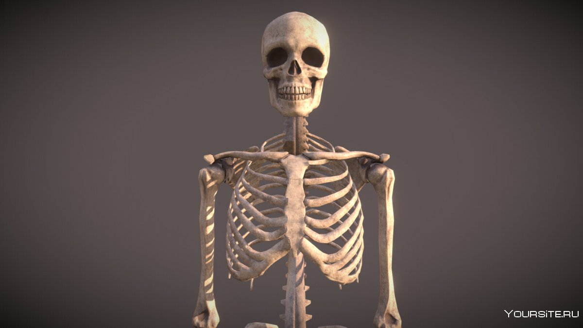 Скелет у компа