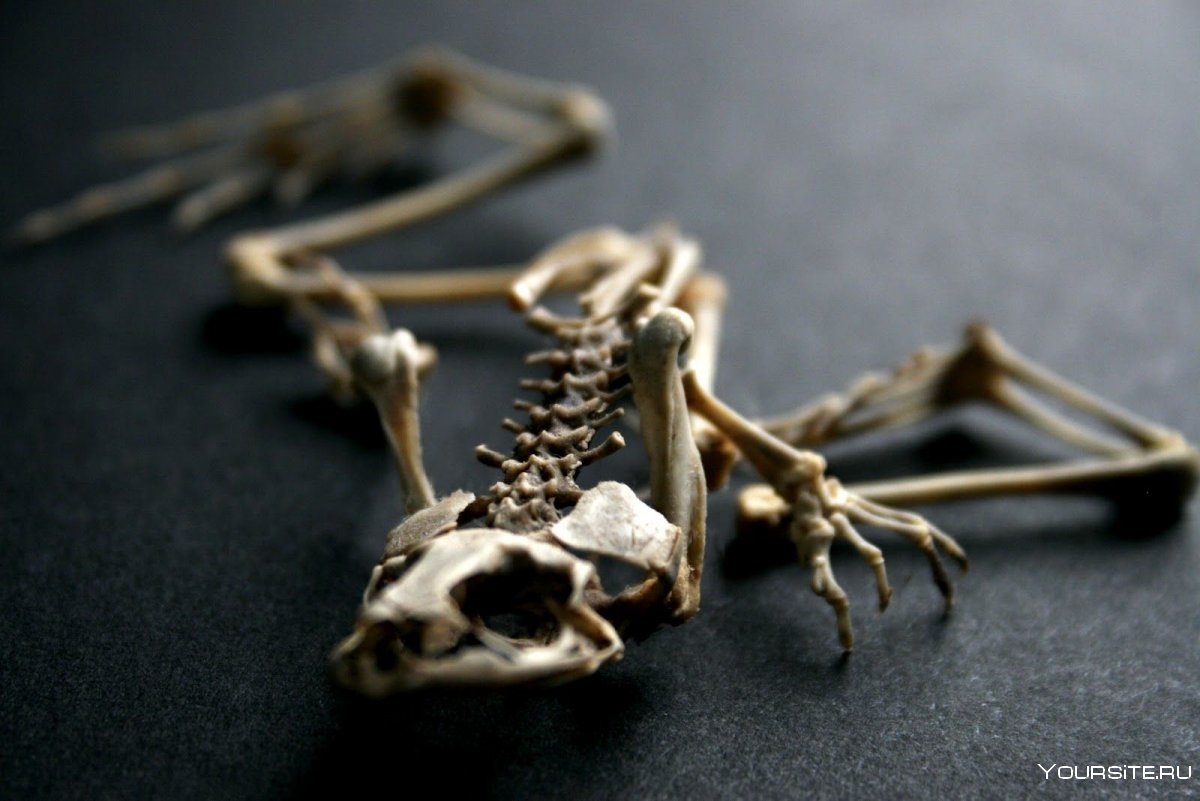 Скелет комнаты из профиля