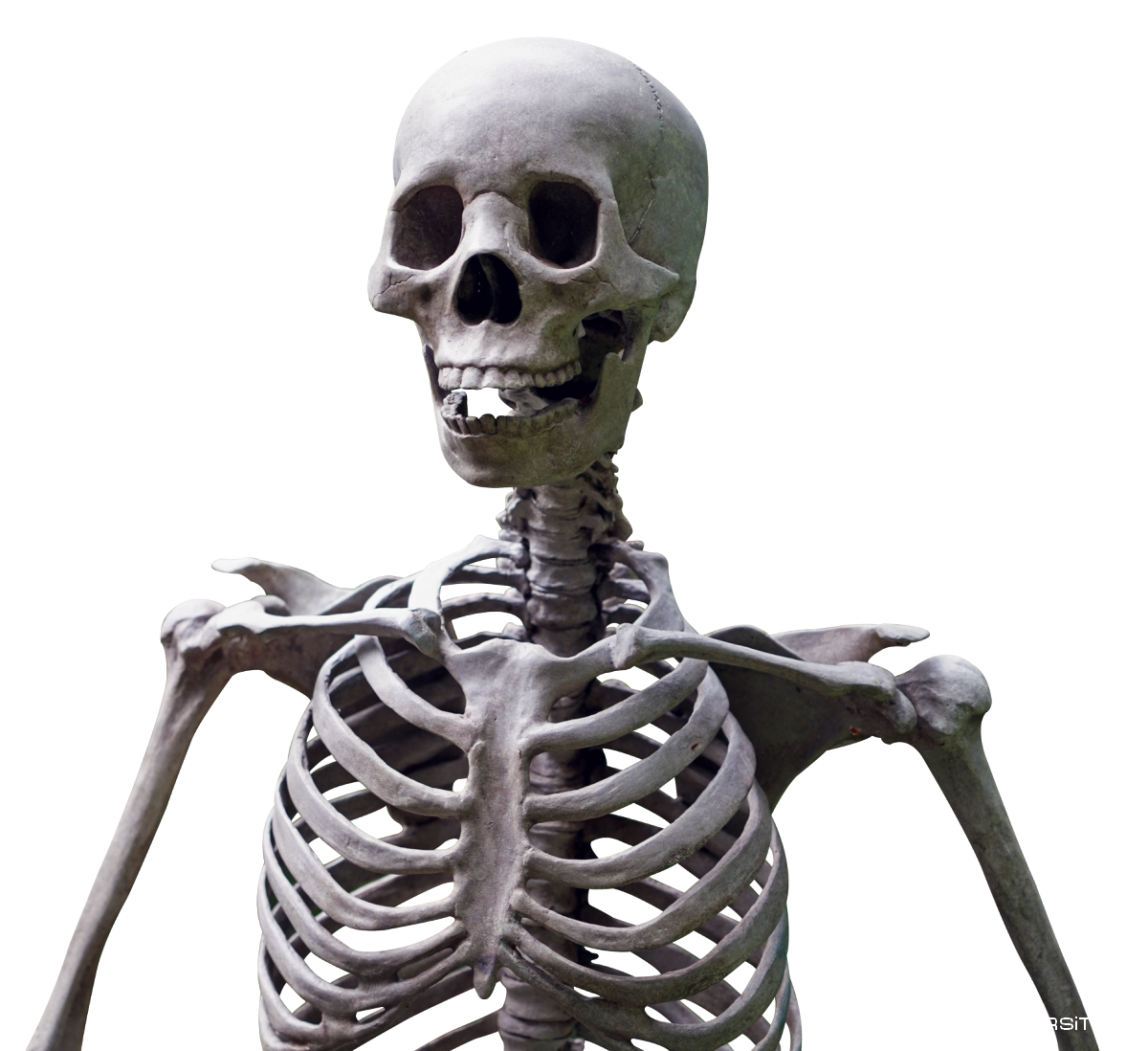 Картинка фон скелет. СПУКИ скэри скелетон. Скелет человека. Скилетскилет человека.