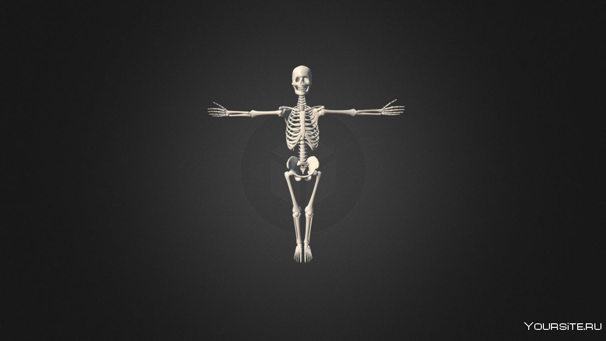 Скелет показывает мускулы