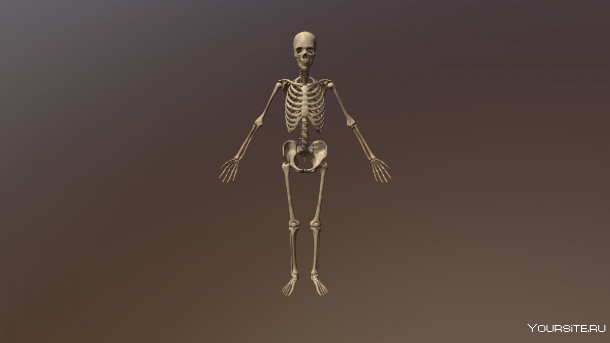 Полный скелет