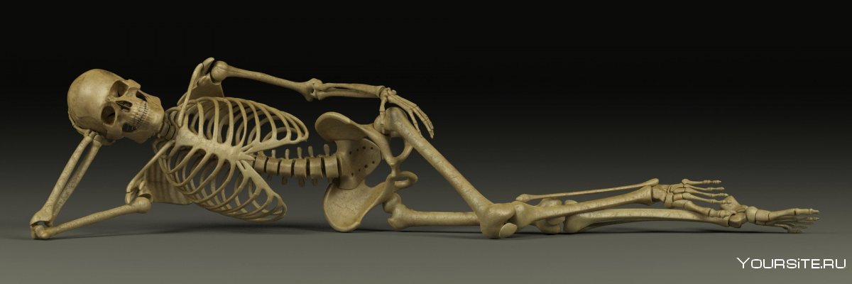 Скелет человека лежа