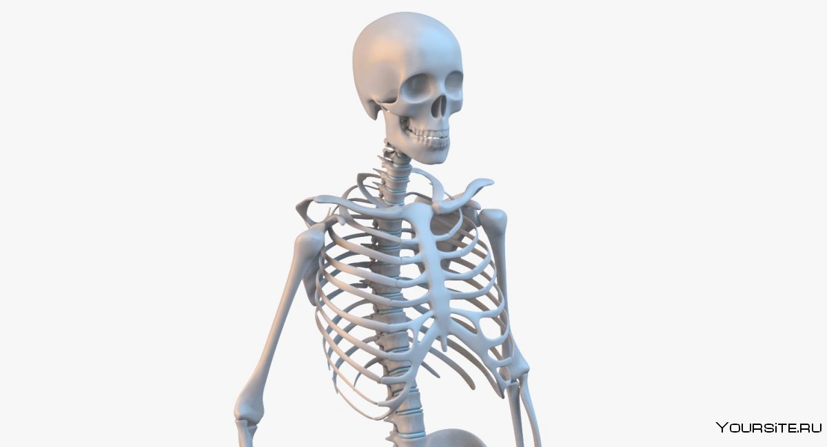 Скелет человека в 3 четверти