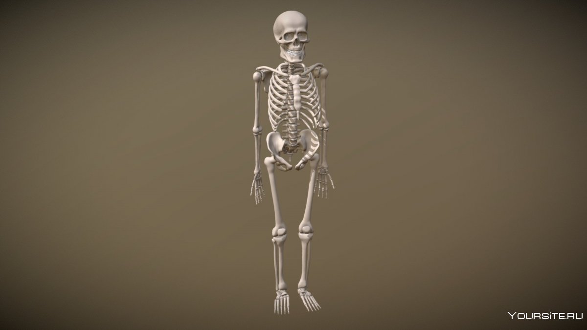 Скелет человека красивый