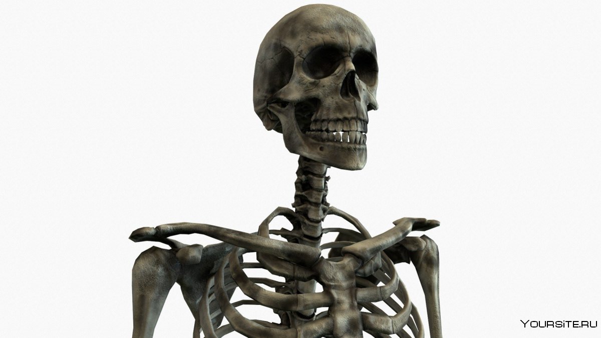 Скелет 3д модель