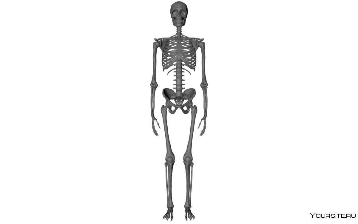 Скелет для изучения анатомии 3d