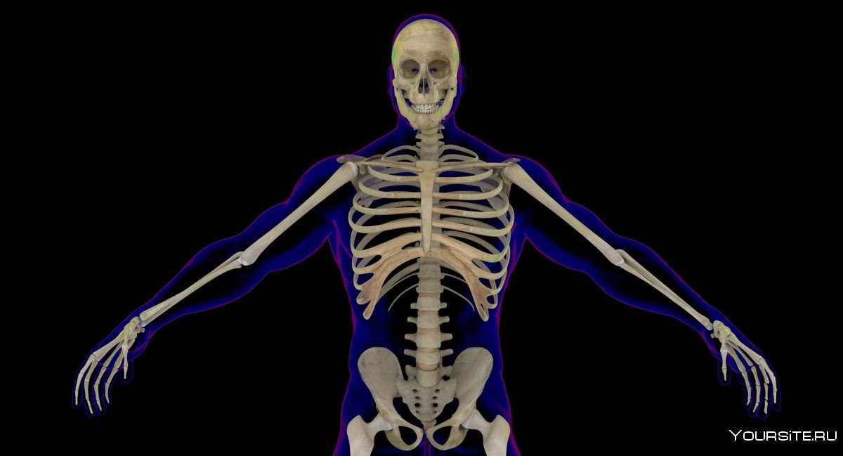 Скелет 3d анатомии