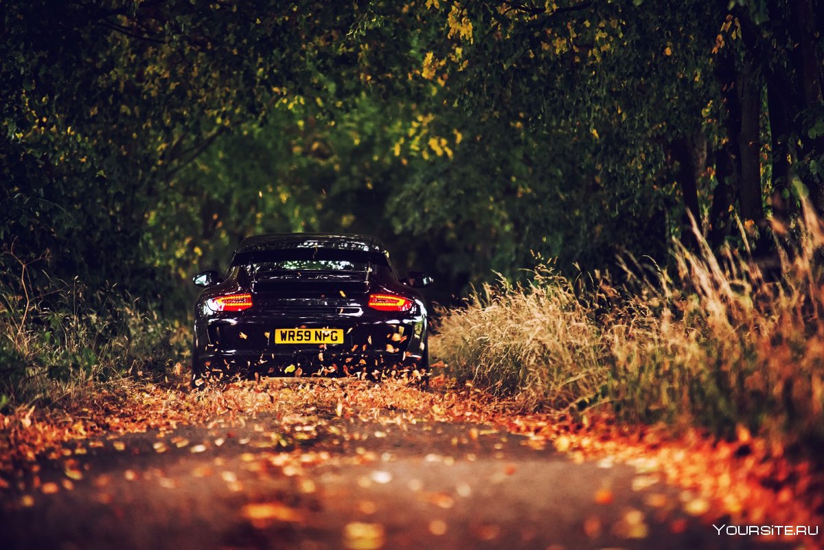 Porsche 911 лес