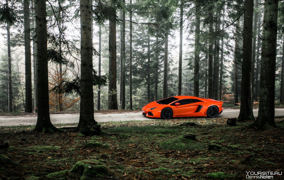 Машина на фоне леса