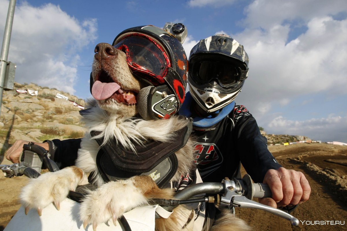 Собака в шлеме на мотоцикле