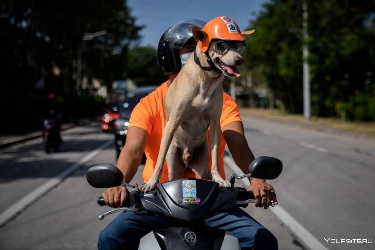 Собака на мотоцикле с хозяином