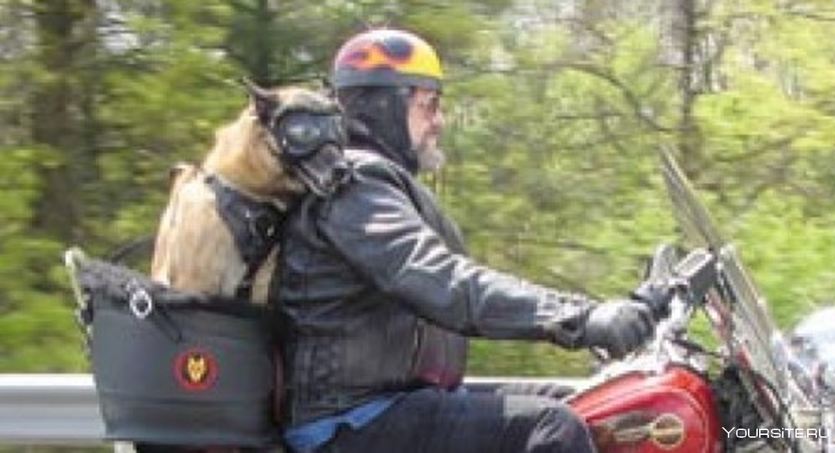 Кофр для собаки на мотоцикле