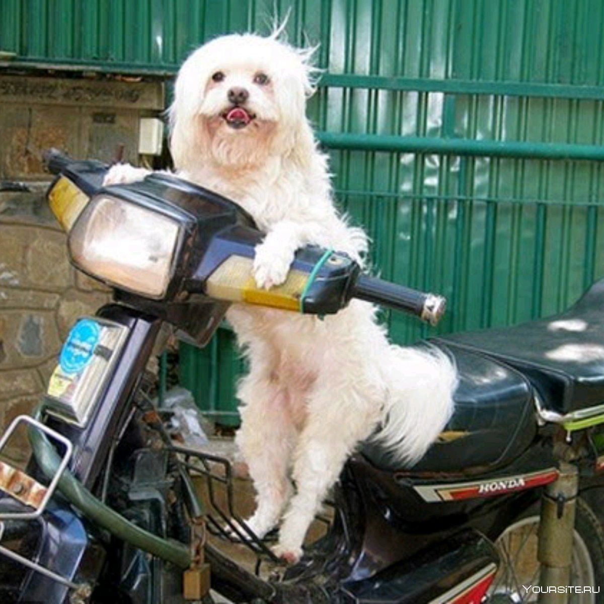 Пес на мотоцикле