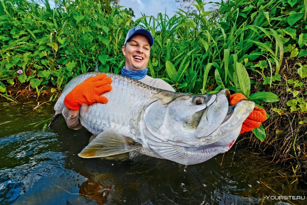 Тарпон рыба в Никарагуа