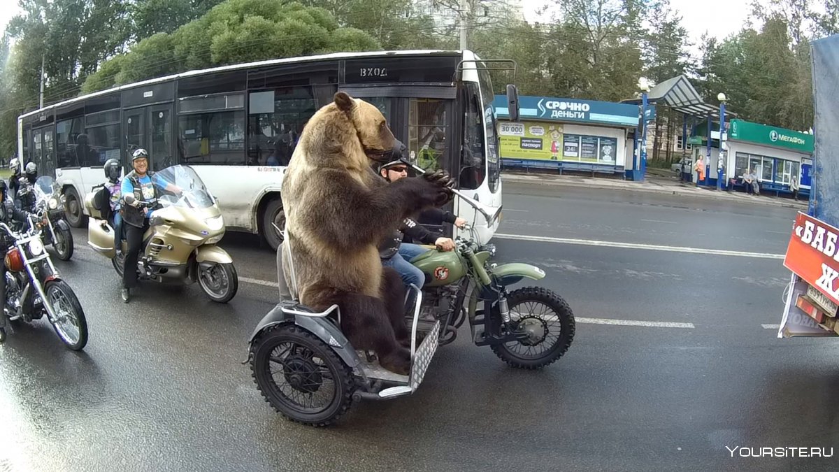 Дрессированный медведь на мотоцикле