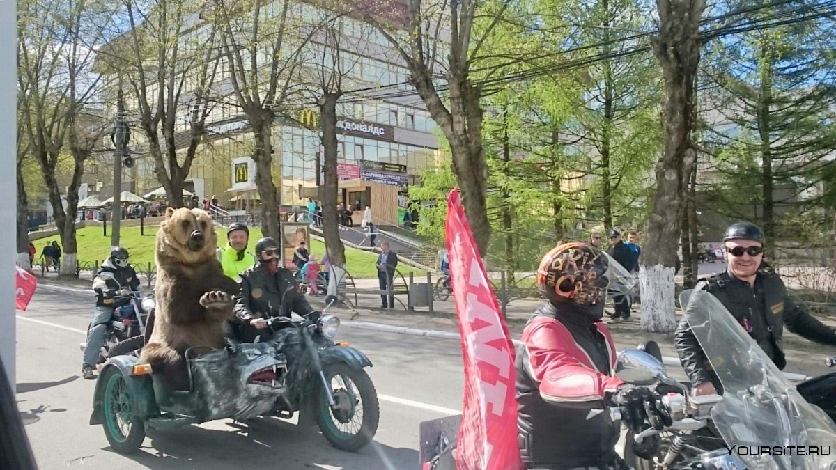 Медведь на мотоцикле Сыктывкар