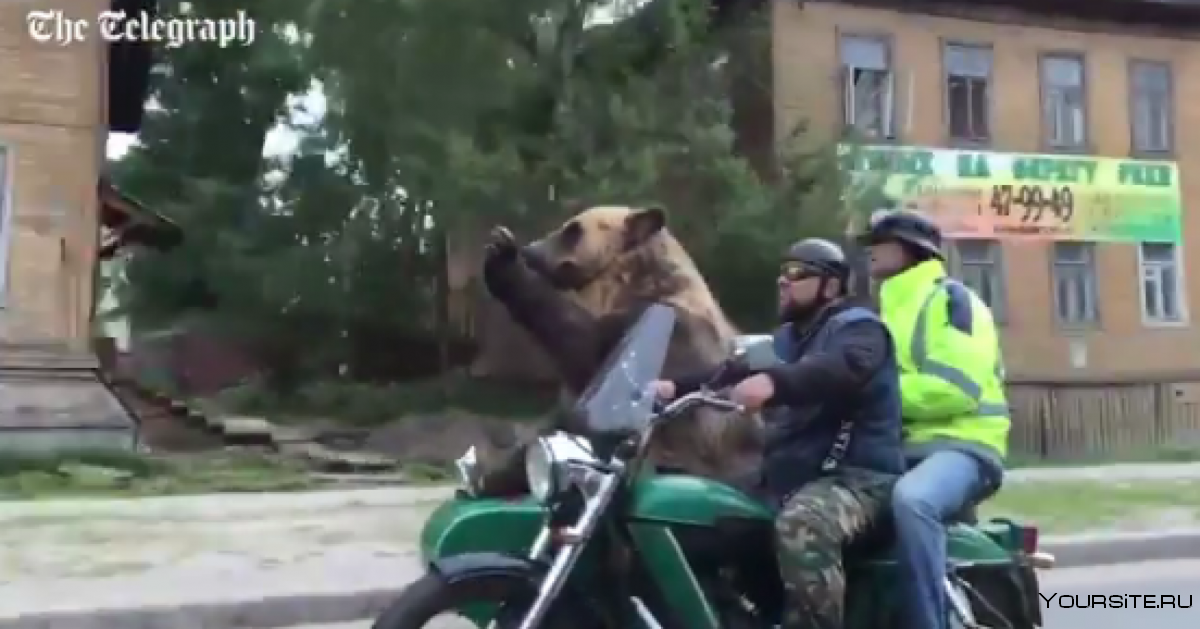 Медведь и мотоцикл автозаправка