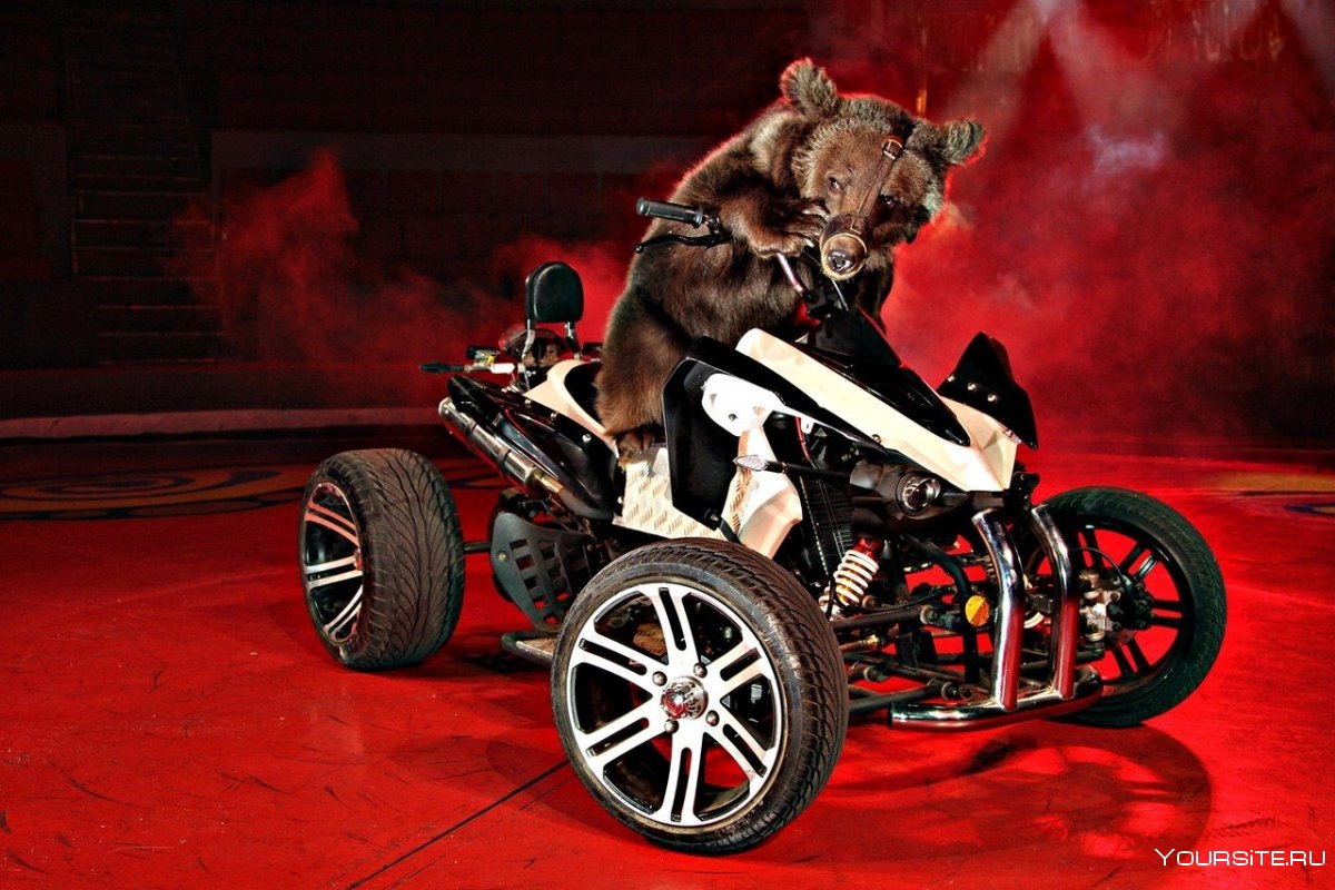 Цирковой медведь на мотоцикле