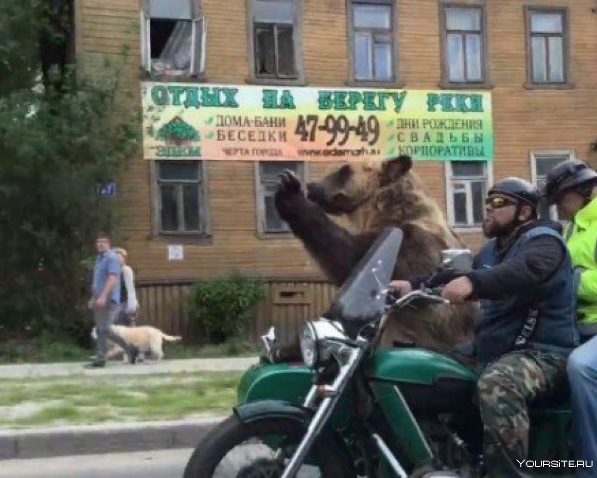 Архангельский медведь на мотоцикле