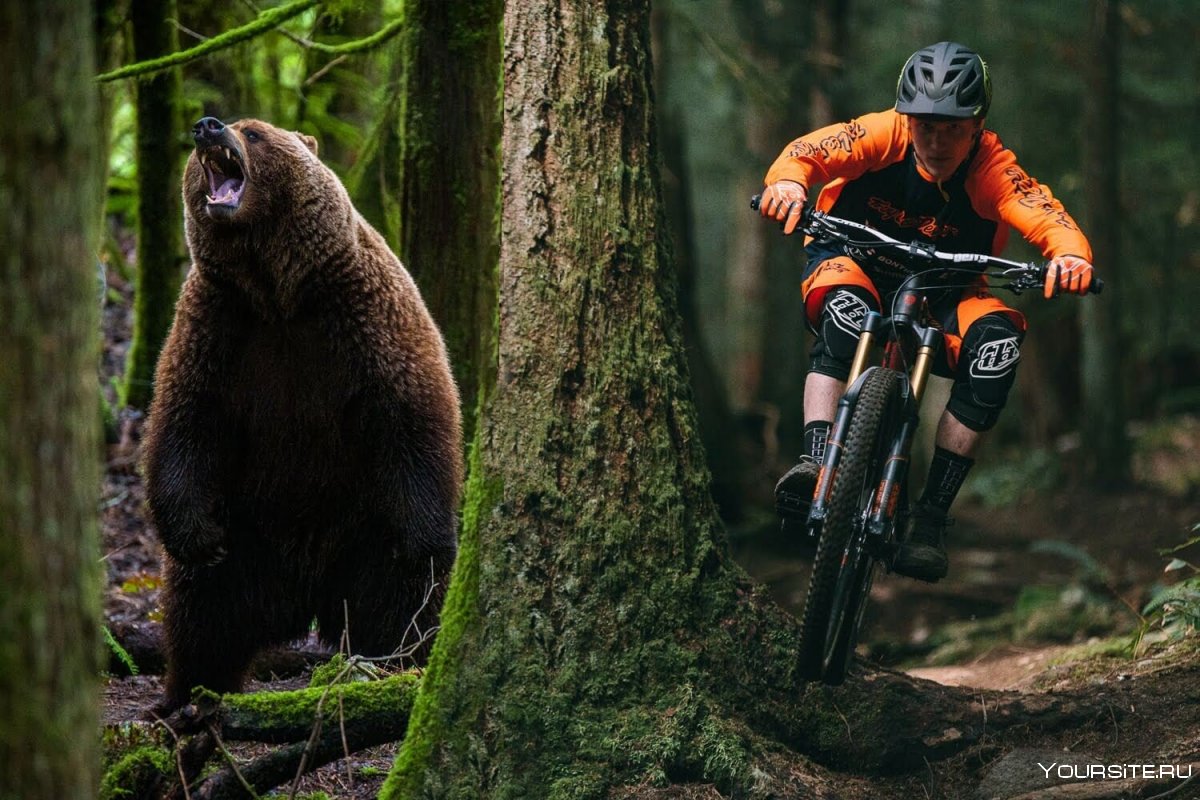 Медведь гонится за велосипедистом