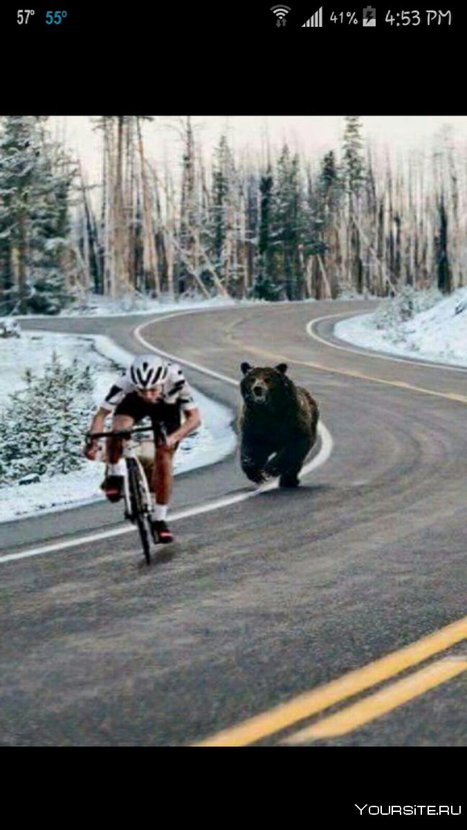 Медведь бежит за велосипедистом