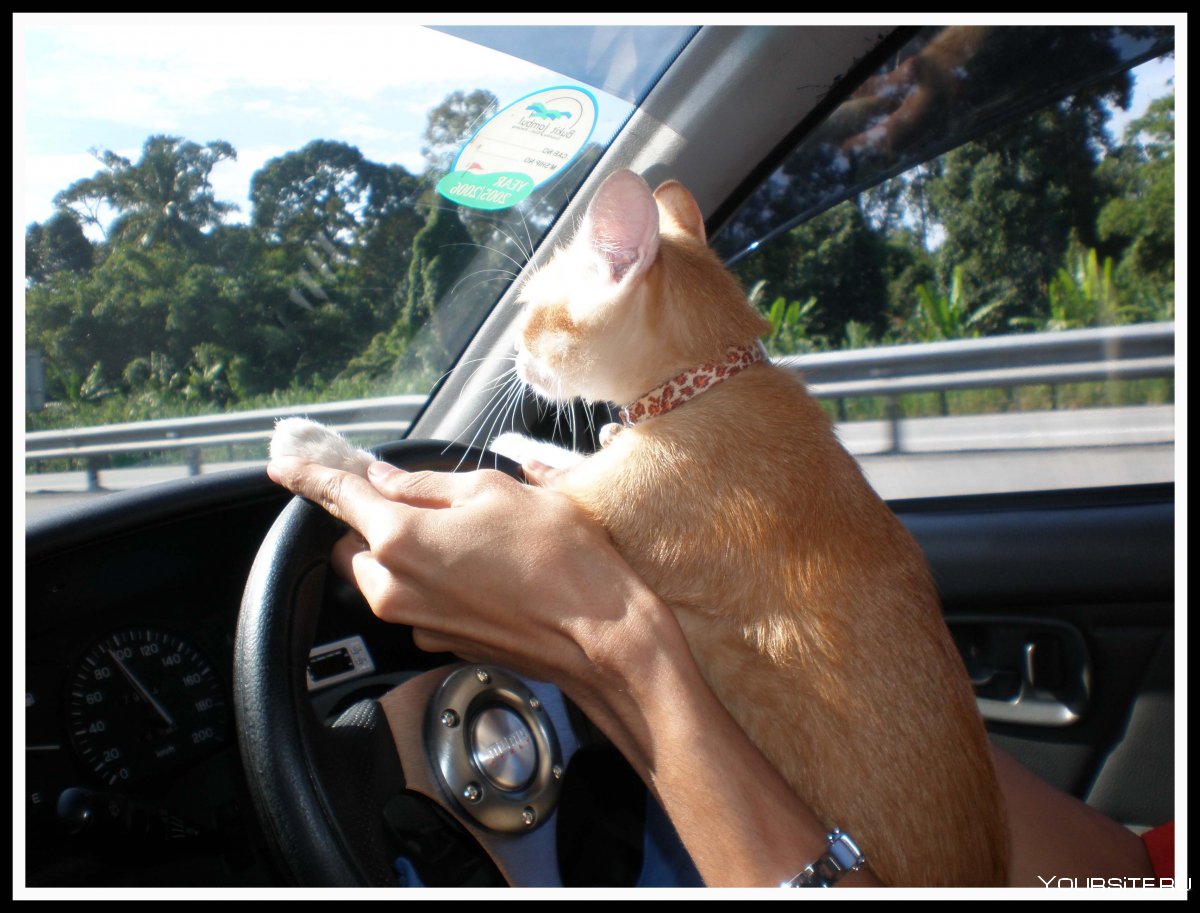 Кот водит машину