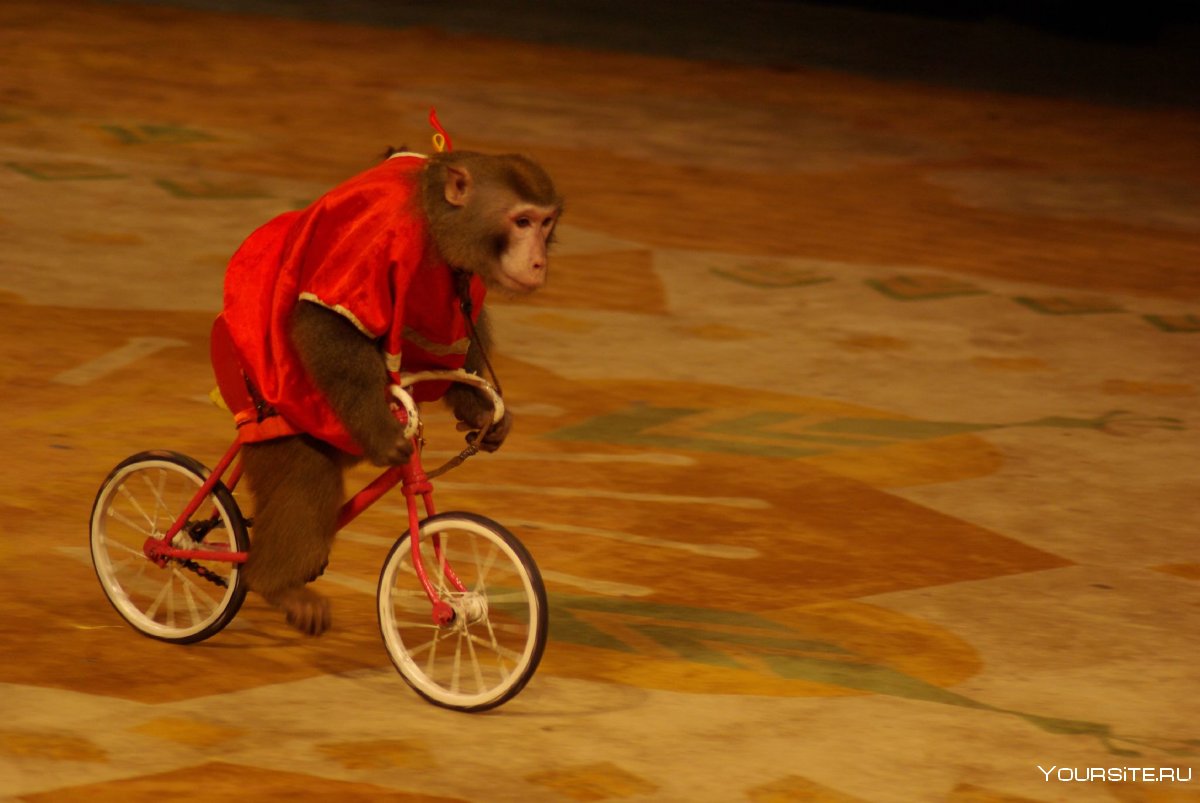 Обезьяна на велосипеде цирк