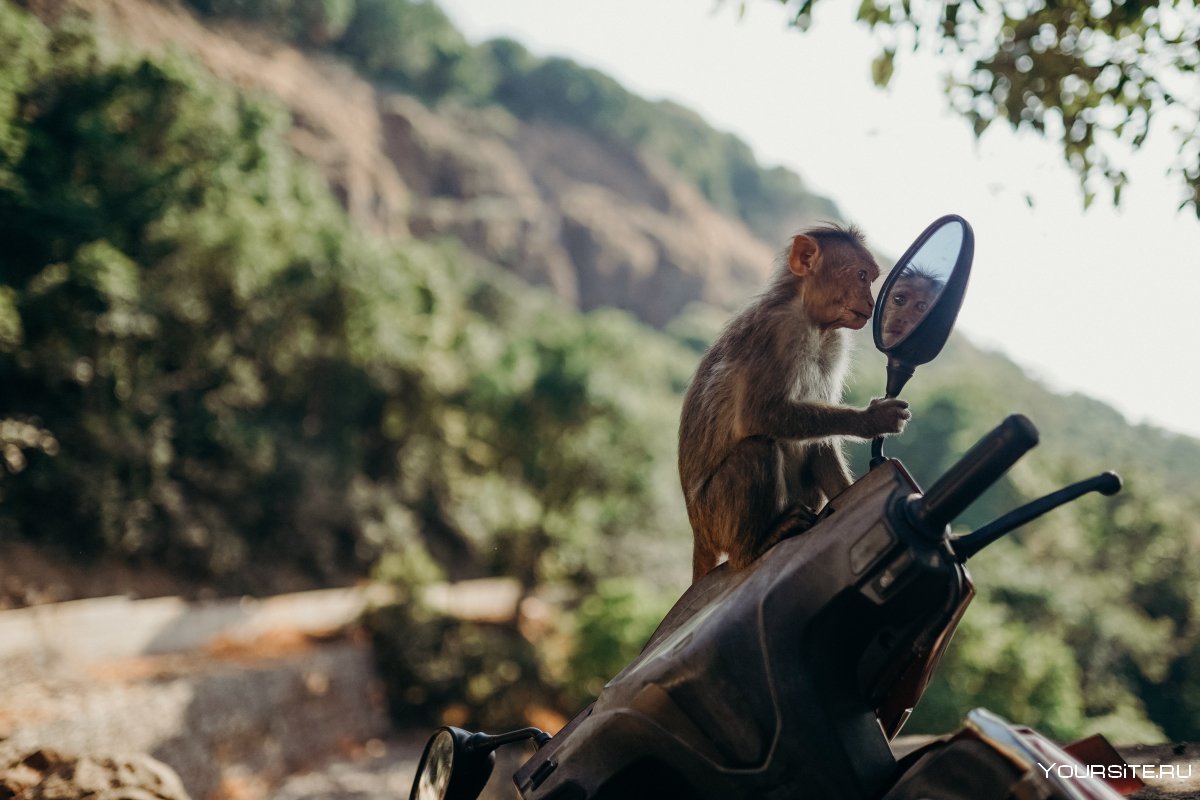 Джуманджи обезьяны на мотоцикле