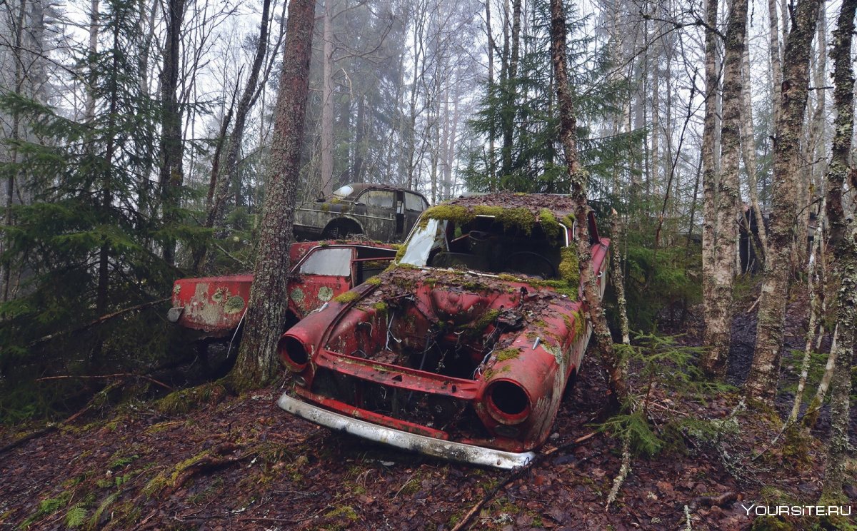 Брошенные машины в лесу