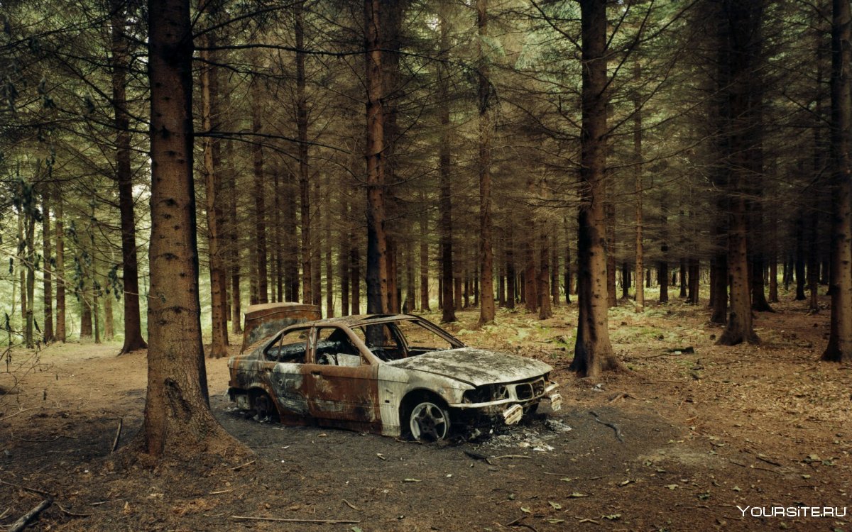 Машина в лесу