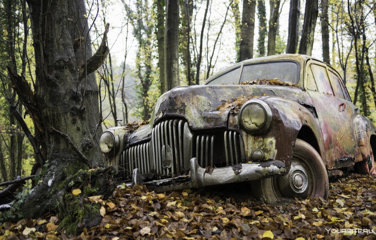 Старые автомобили в лесу