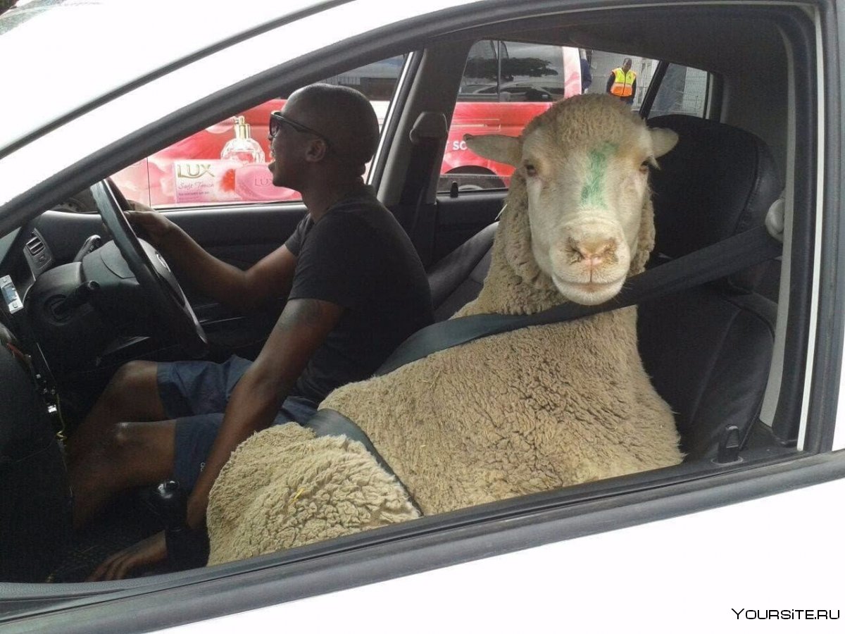 Овца в машине