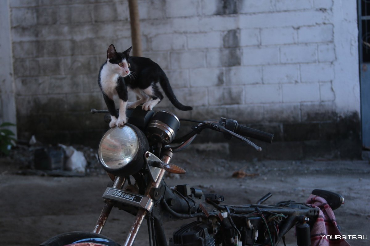 Кошечка на мотоцикле