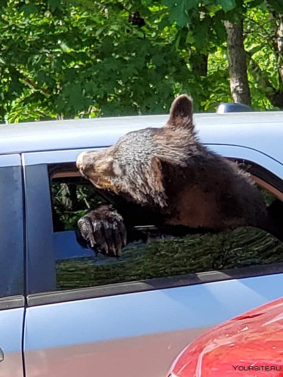 Медведь сидит в машине