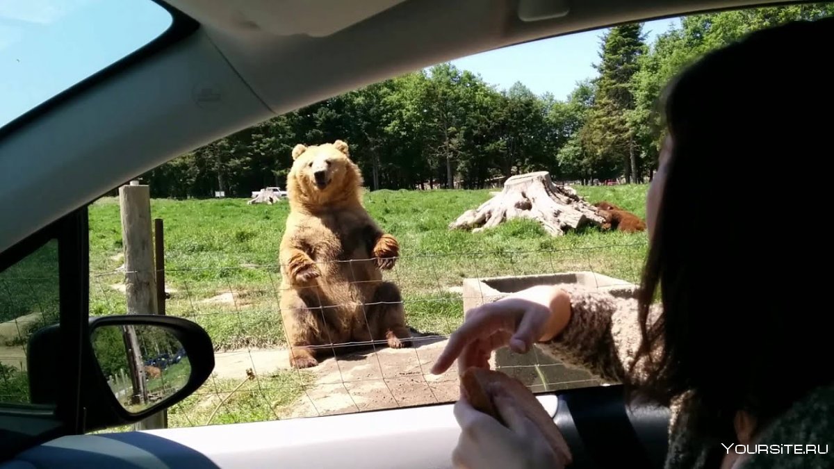 Медведь голосует на дороге