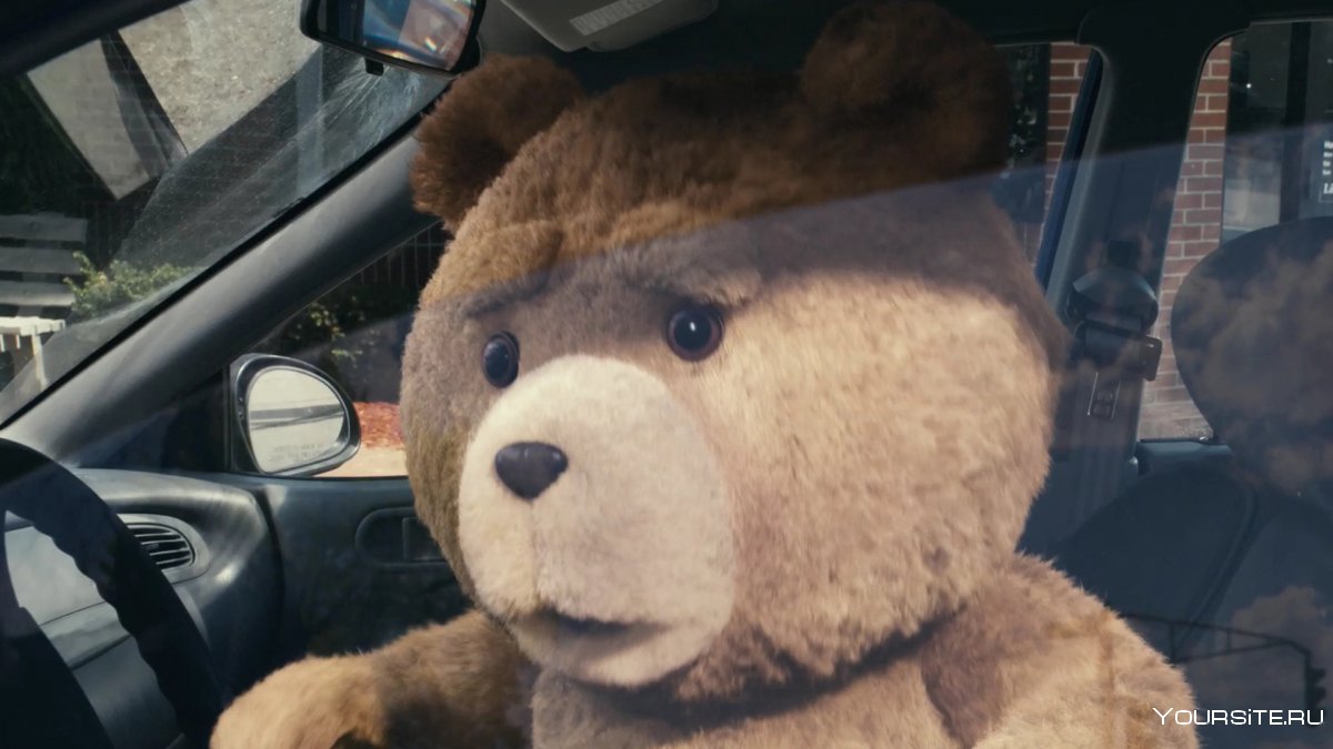 Медведь за рулем машины