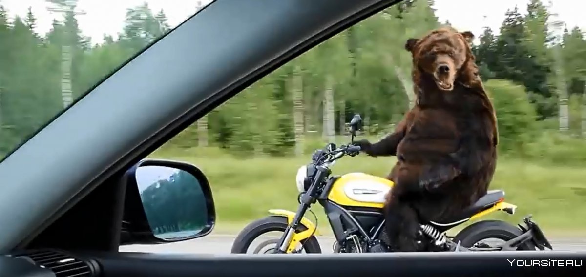 Медведь едет на мотоцикле